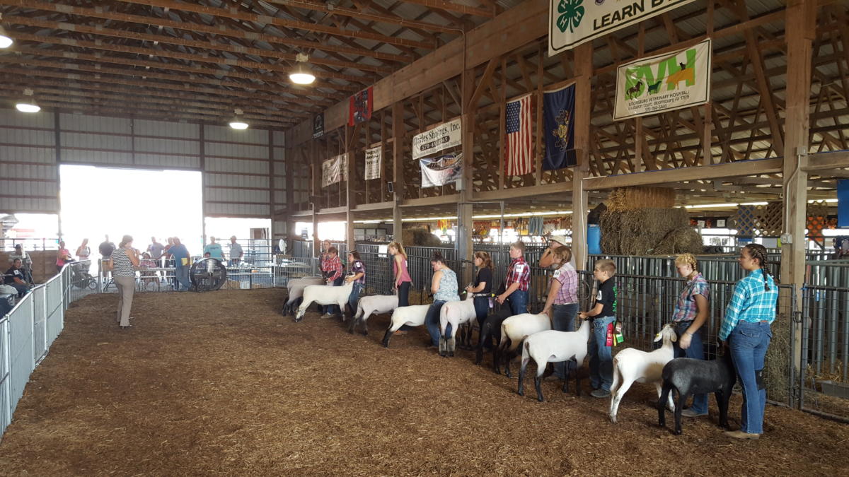 Livestock Bloomsburg Fair